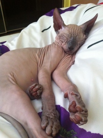 Anubis v novom domove